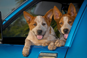 Pets in Car