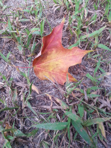 Autumn Leaf