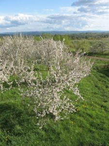 Spring in New Hampshire, Hackleboro Orchards in Bloom