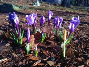 Spring in New Hampshire, flowers herald warm weather