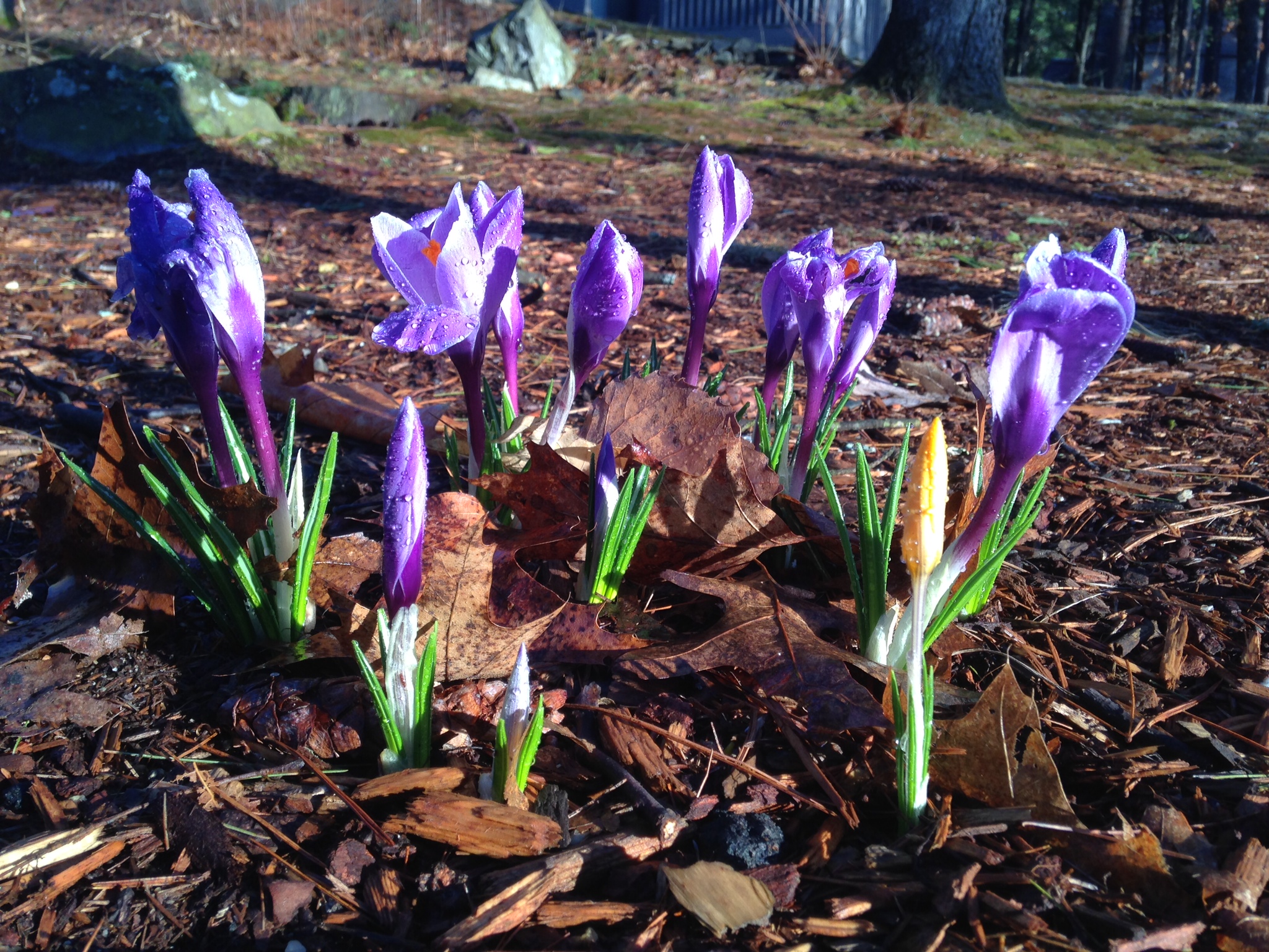 It's Time For Spring In New Hampshire