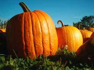 Pumpkins in New Hampshire