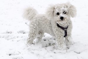 Snowy Dog