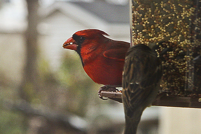 Cardinal by Nashville Farrell