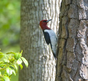 Red-headed Woodpecker by jez s on Flickr