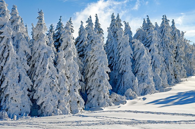 Winter Trees