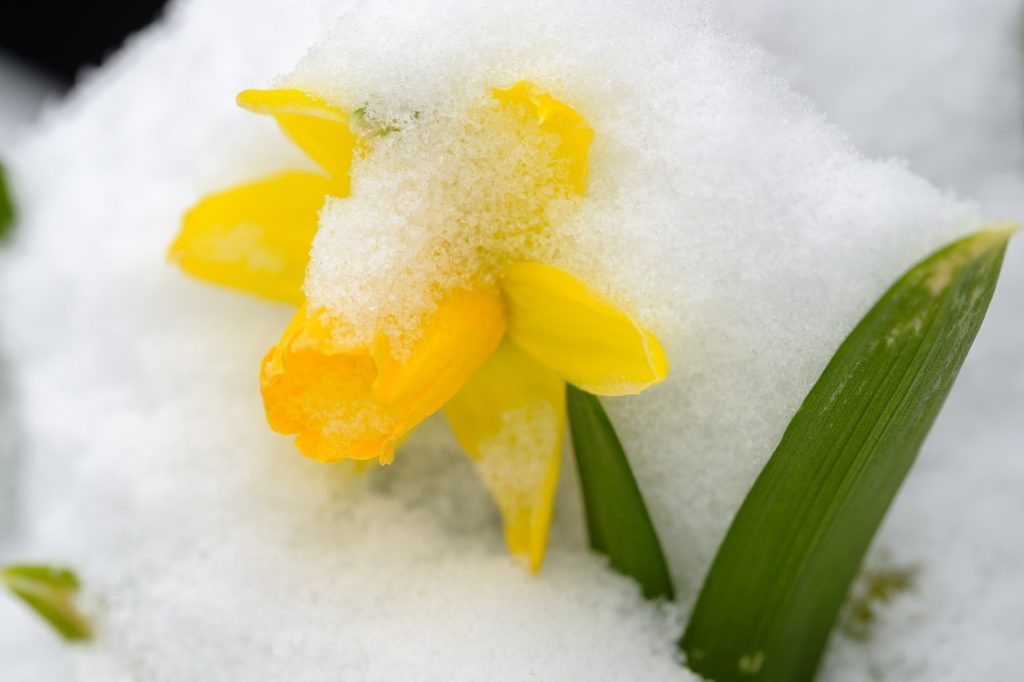 Daffodil in Snow