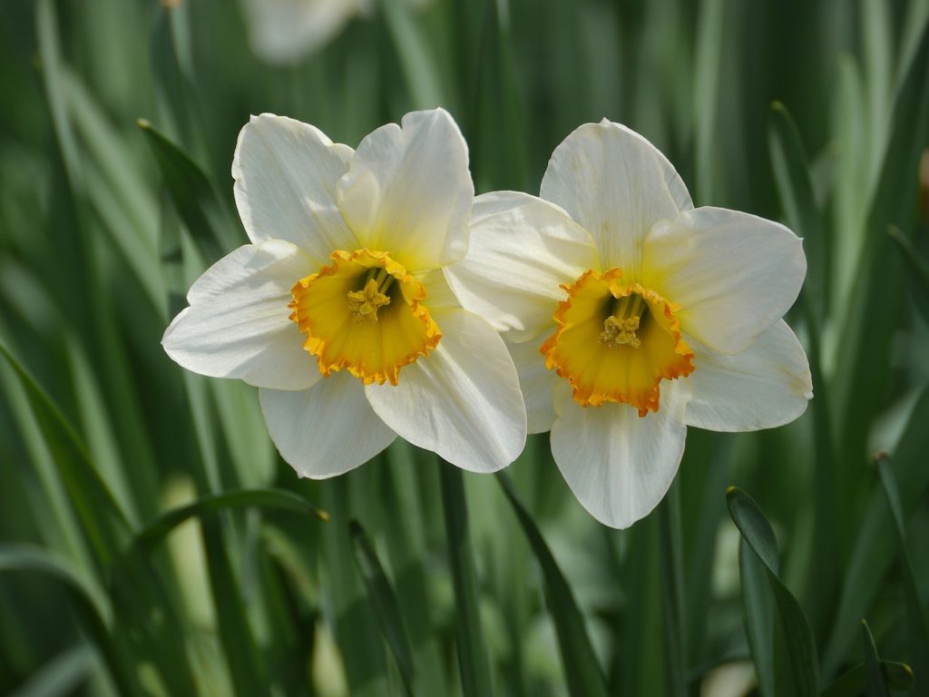 Daffodils