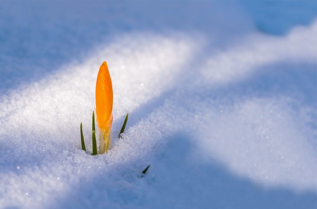 Crocus in Snow