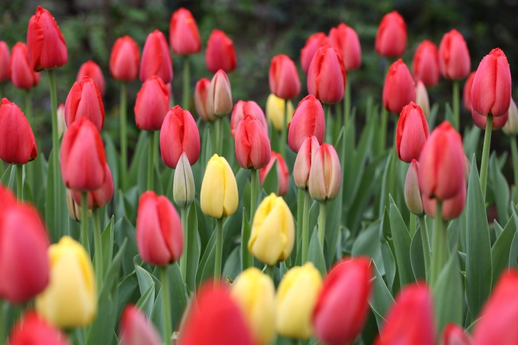 Tulips Tulips