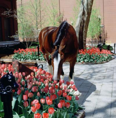 Clydesdale