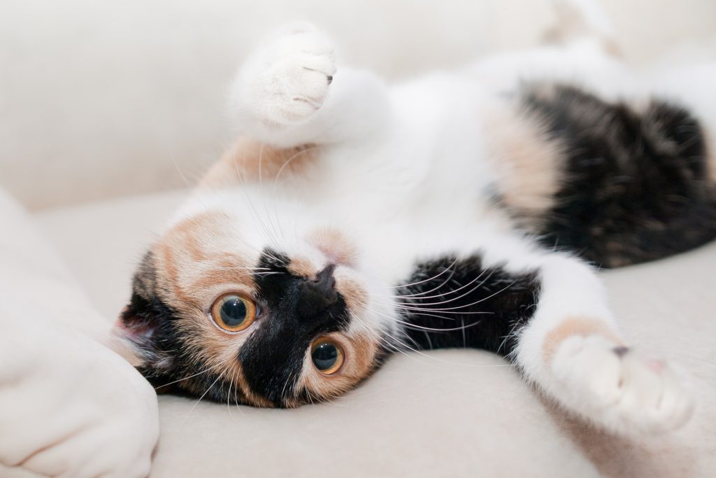 Moving with Pets Such as Cats Moving with Pets Such as Cats