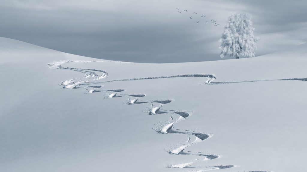 Tracks in Winter Snow