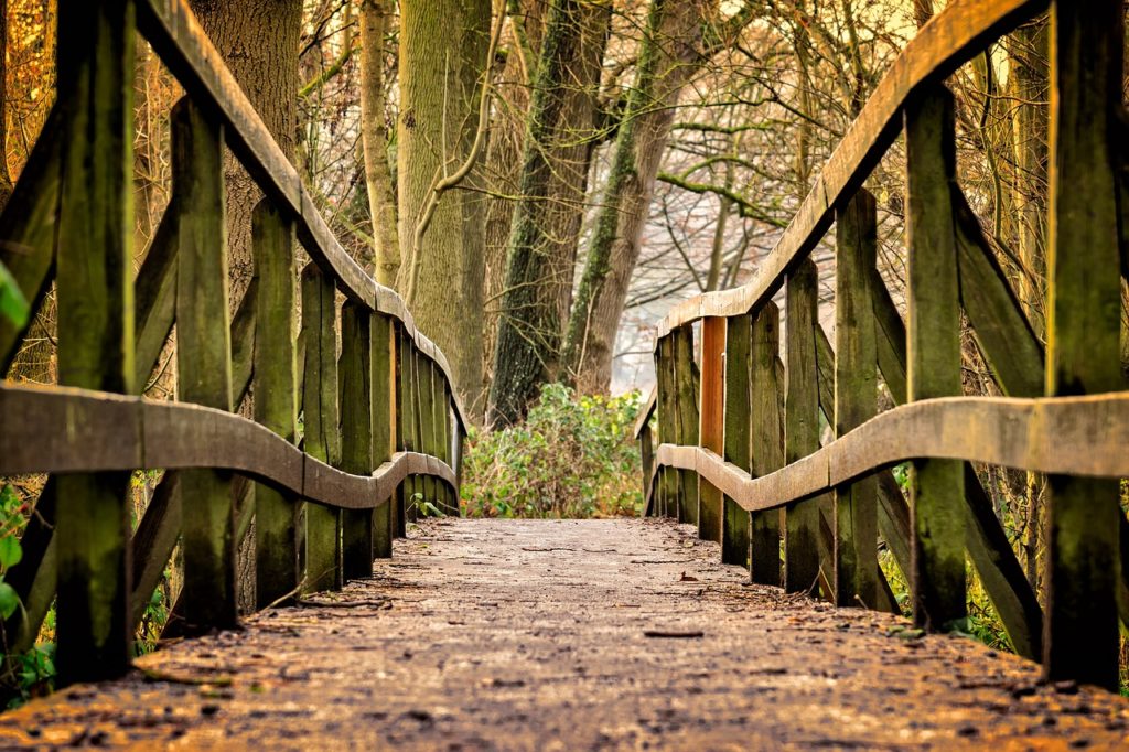 Trail heading through a forest