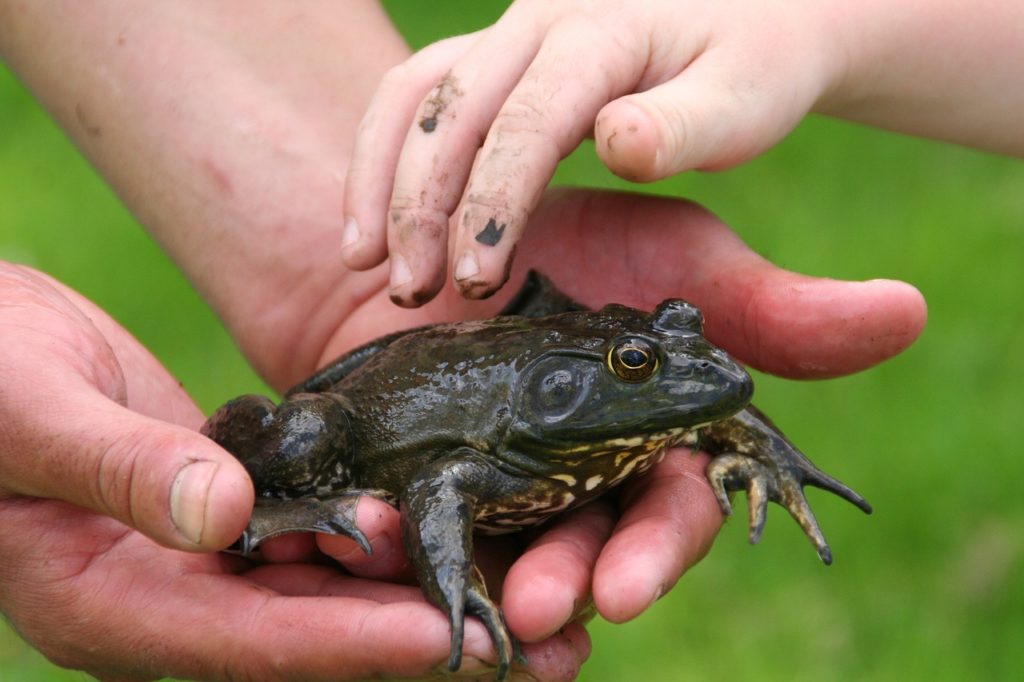 Kids touching a frog