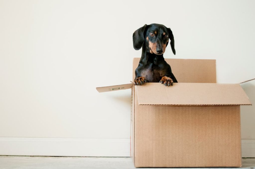 A black and brown daschund peeking out of a carboard box