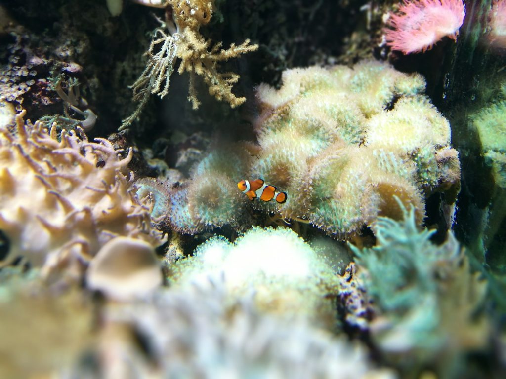 Clown Fish in a Tank