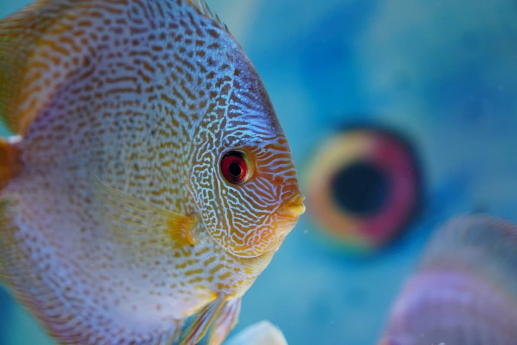 Close up of a fish face