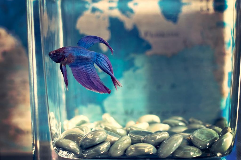 Betta Fish in a tank