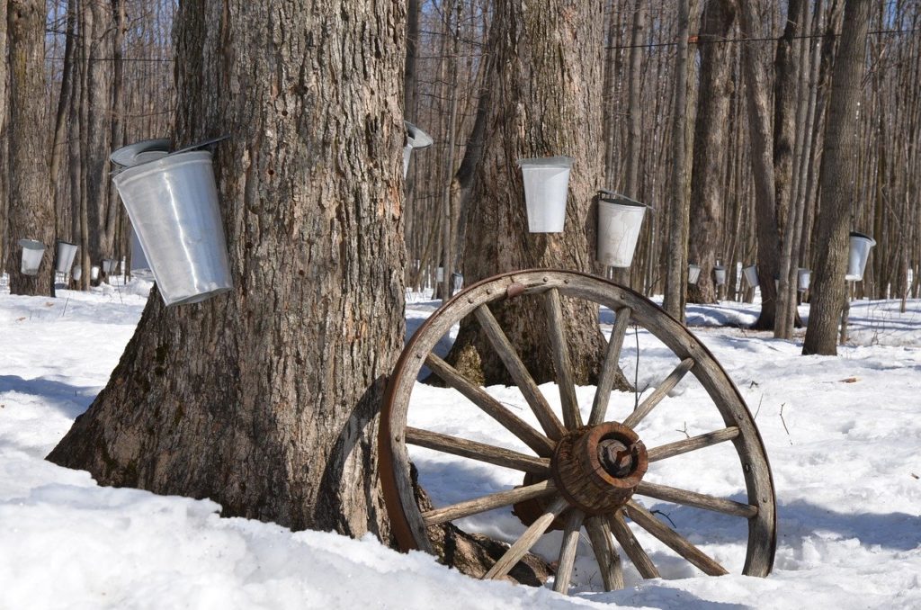 Maple trees being tapped