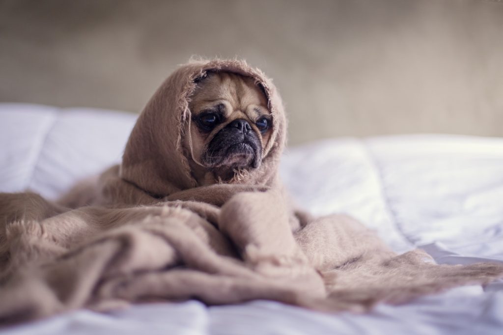 Pug dog wrapped up in a blanket