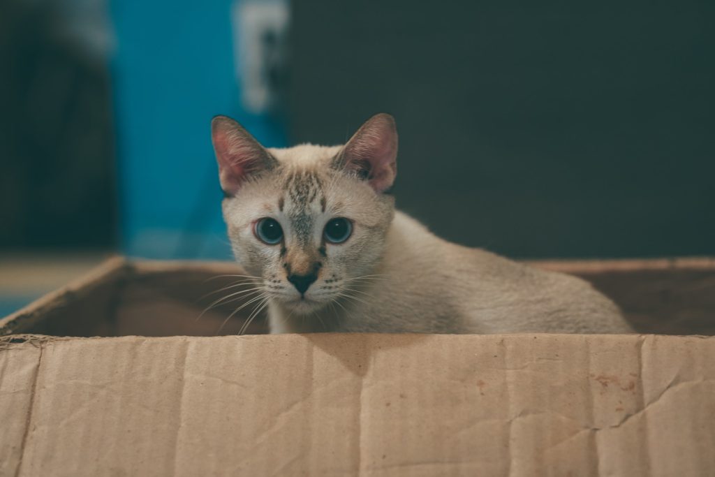 Light brown cat with blue eyes sitting in a cardboard box