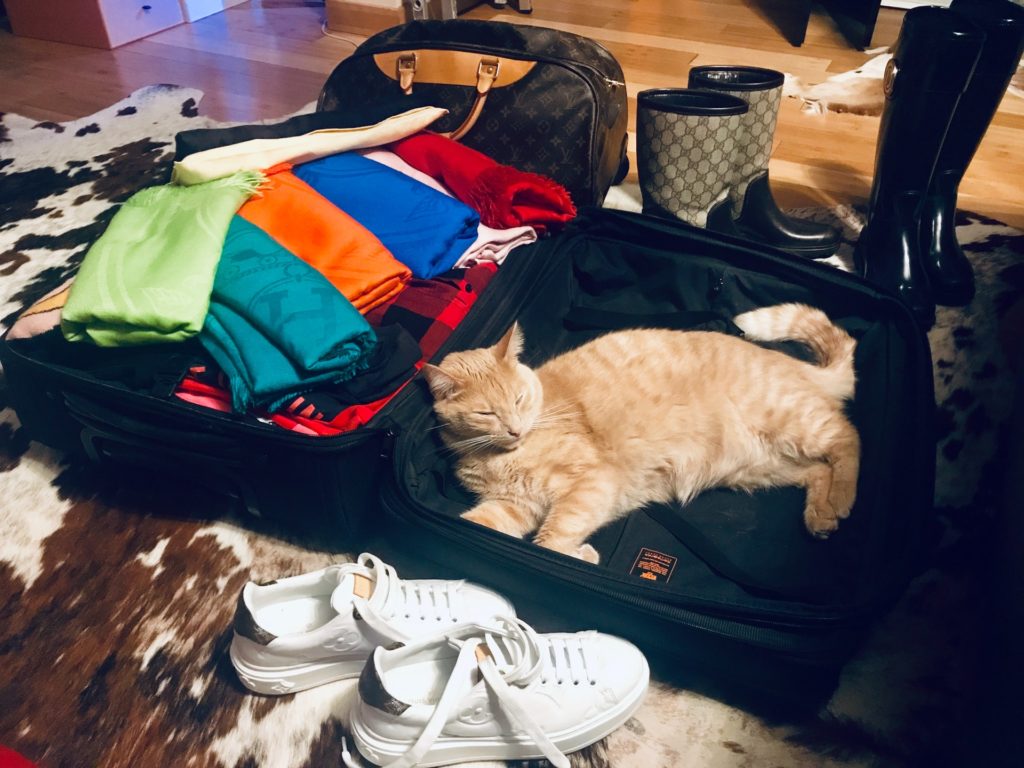 Cat lying in a suitcase