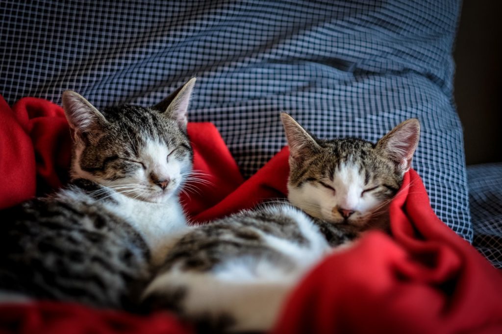 Two Kittens Relaxing