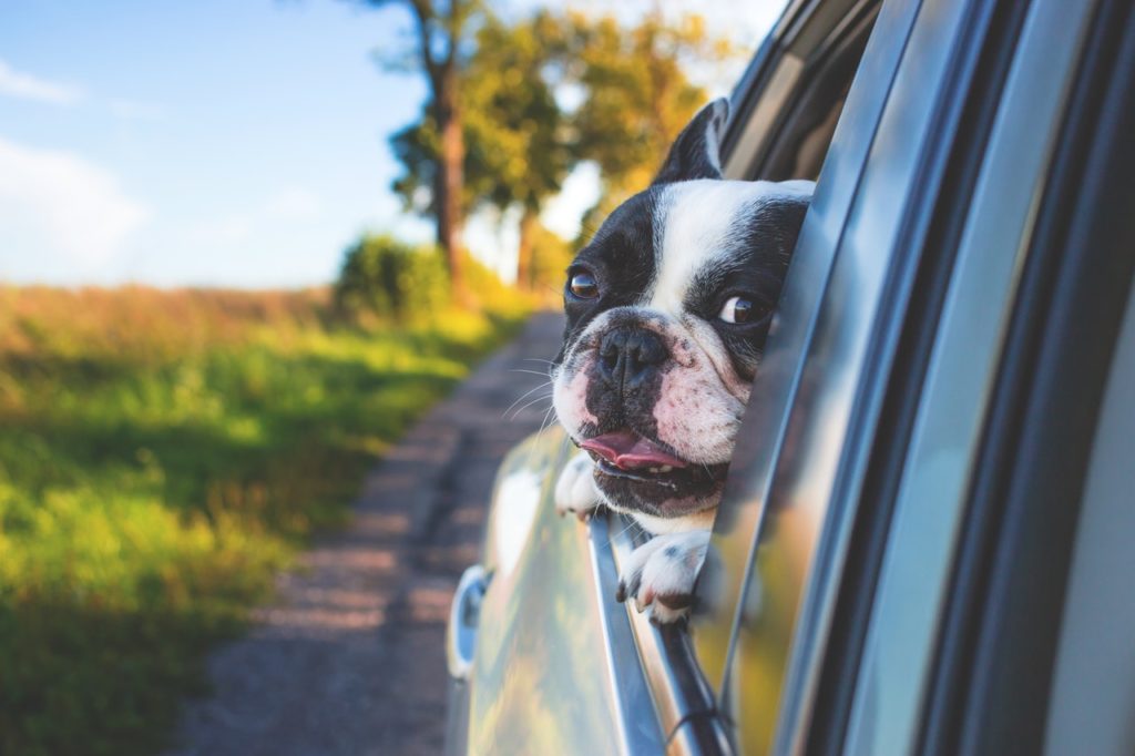 Boston terrier with its head out a car window