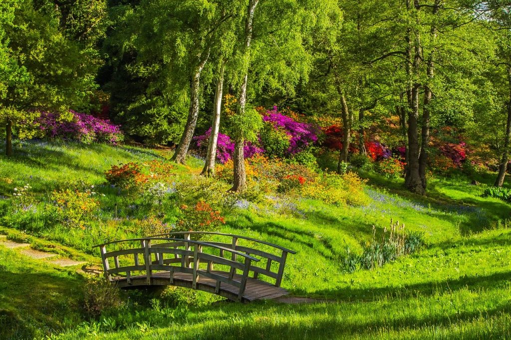 Bridge in a lush green park