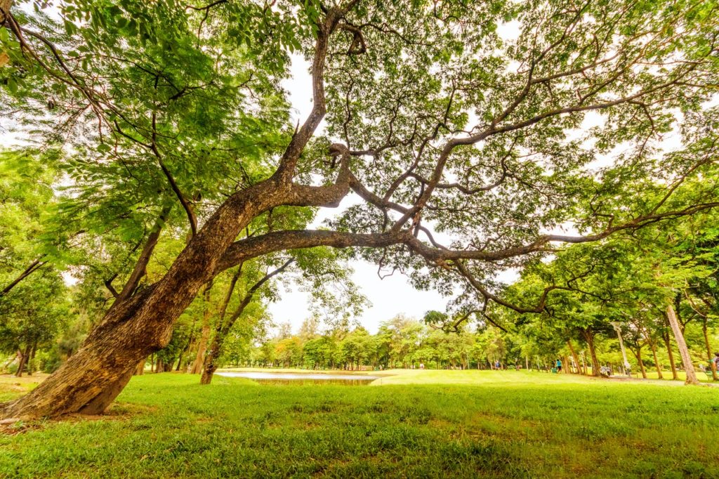 Tree in a park