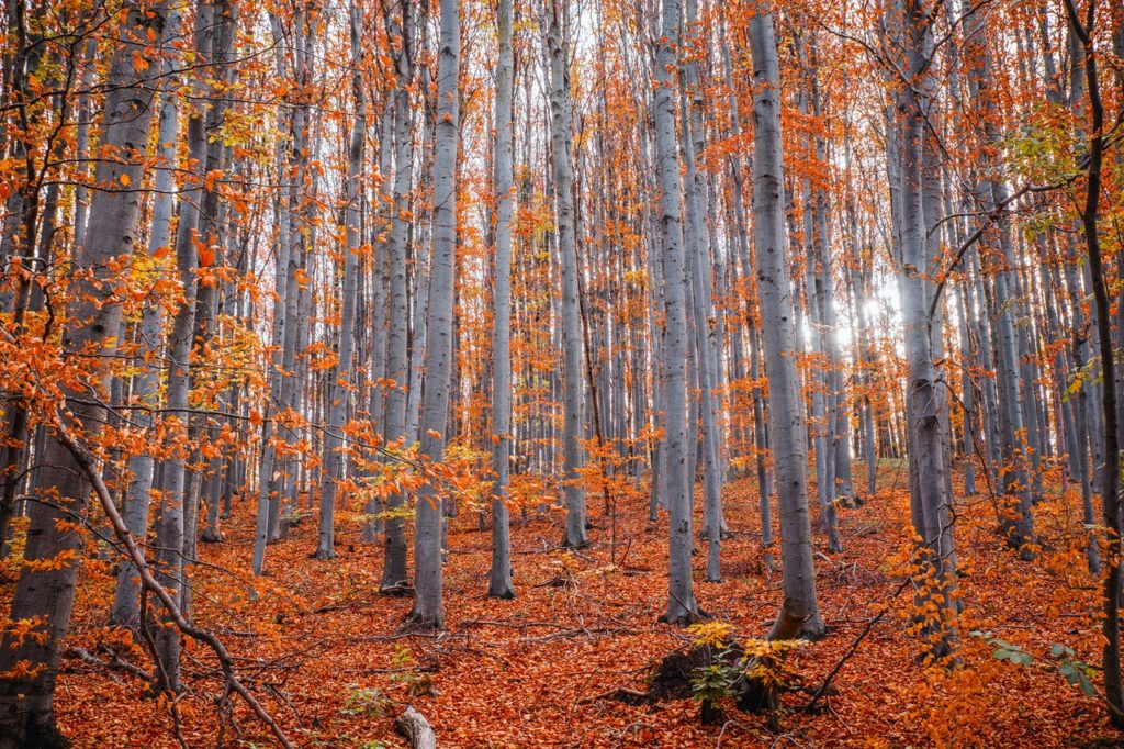 Autumn forest