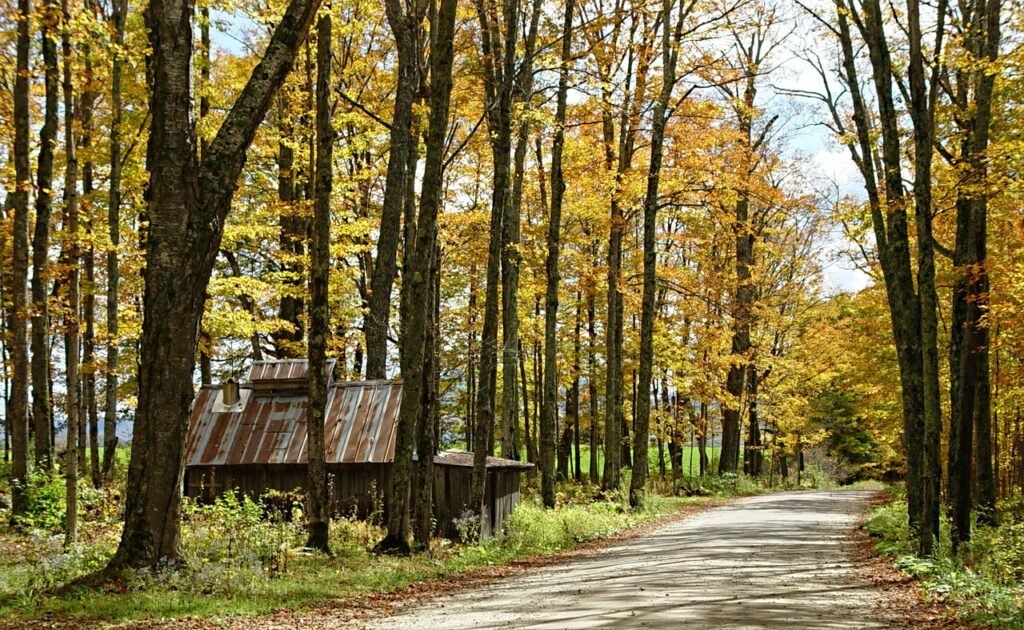 House in an autumn forest