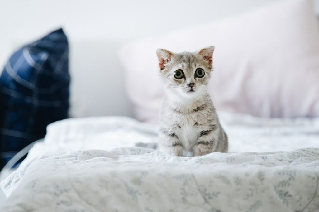 Grey kitten sitting on a bed