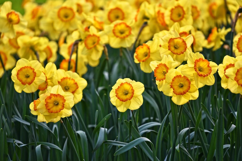 Colorful yellow and orange daffodils