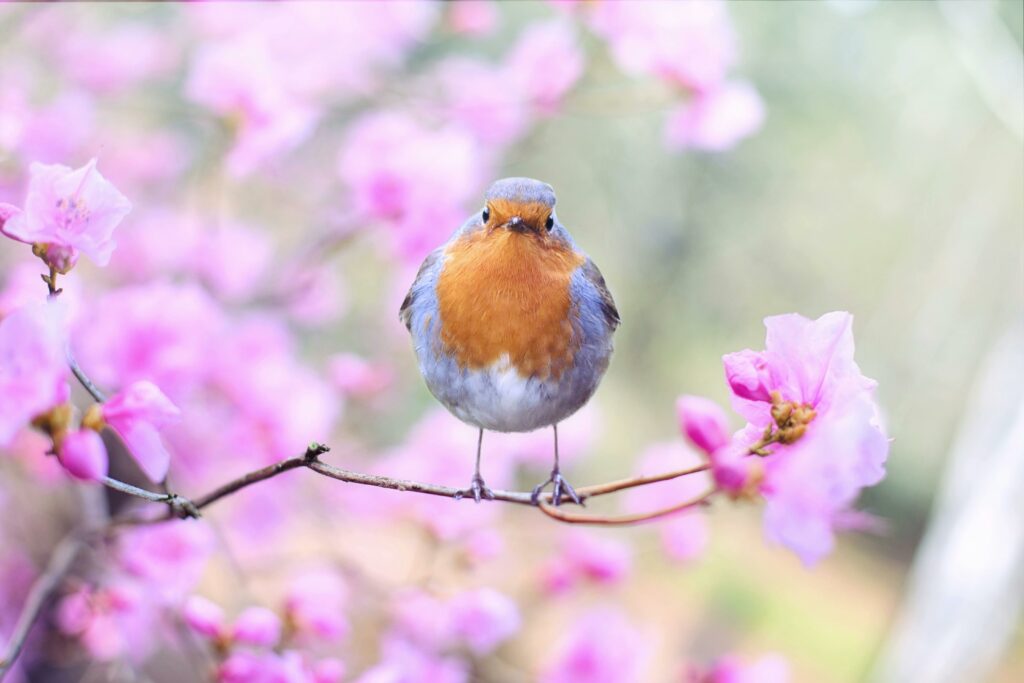 A robin sitting on a branch of a blooming tree looking directly at the camera