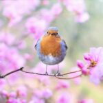 A robin sitting on a branch of a blooming tree looking directly at the camera